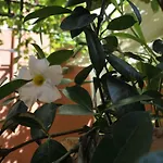 Casa Cifali Konukevi Taormina