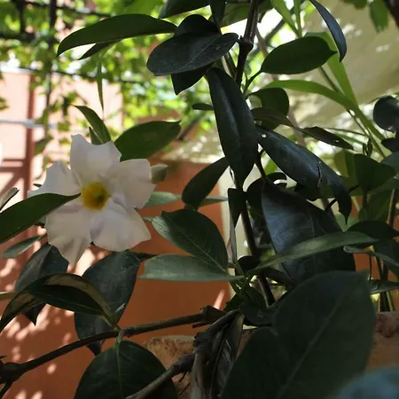 Casa Cifali Gasthuis Taormina