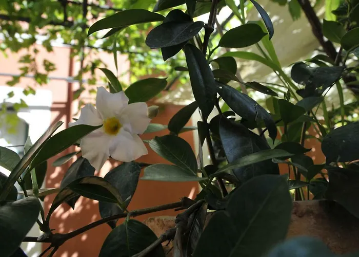 カーサ シファリ ゲストハウス タオルミーナ